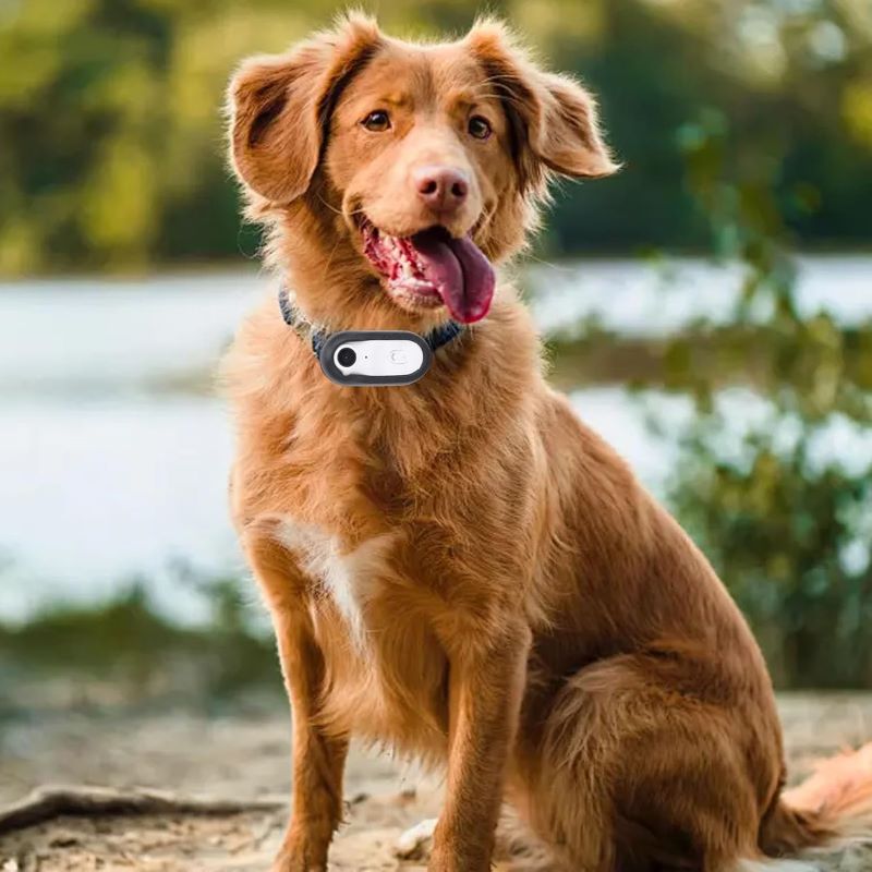 Puppyum™ Play Collar