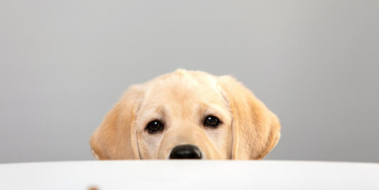 Is a Raw Food Diet Good for Your Dog?