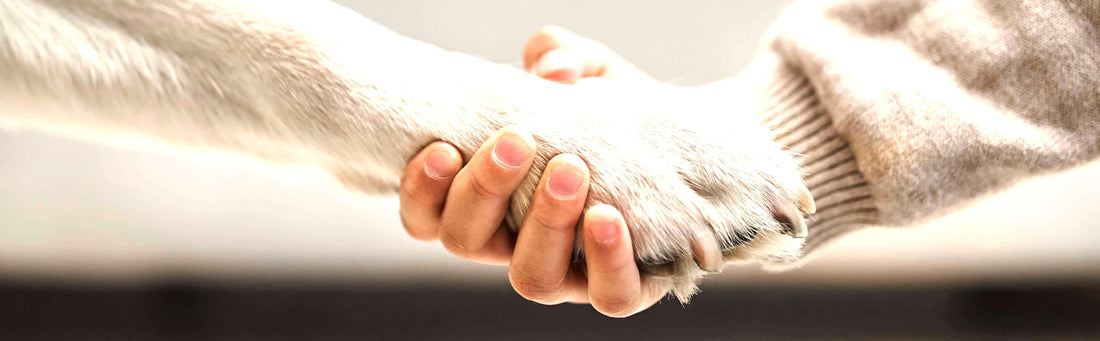 Are Raised Dog Bowls Good for Your Dog?