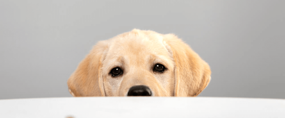 Golden retriever puppy peeking over a white surface, looking curious and adorable