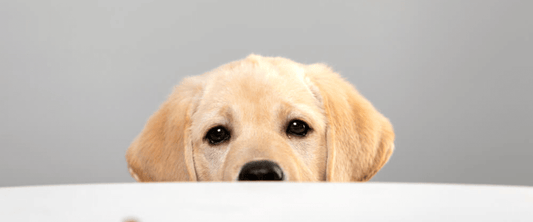 Golden retriever puppy peeking over a white surface, looking curious and adorable