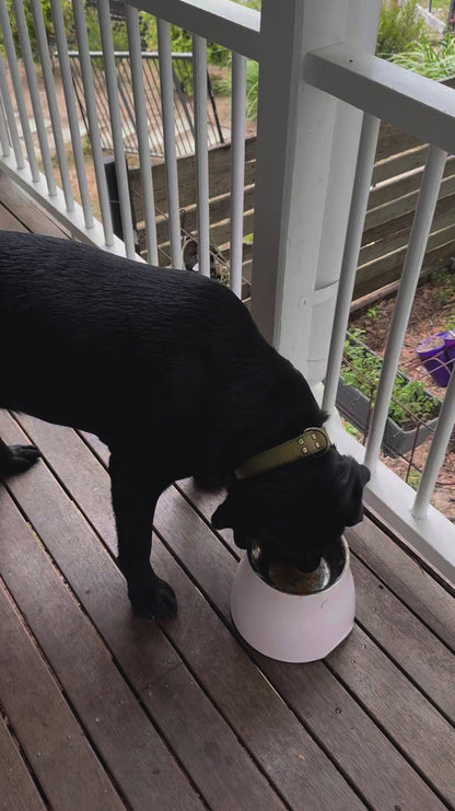 Puppyum™ Elevated Bowl